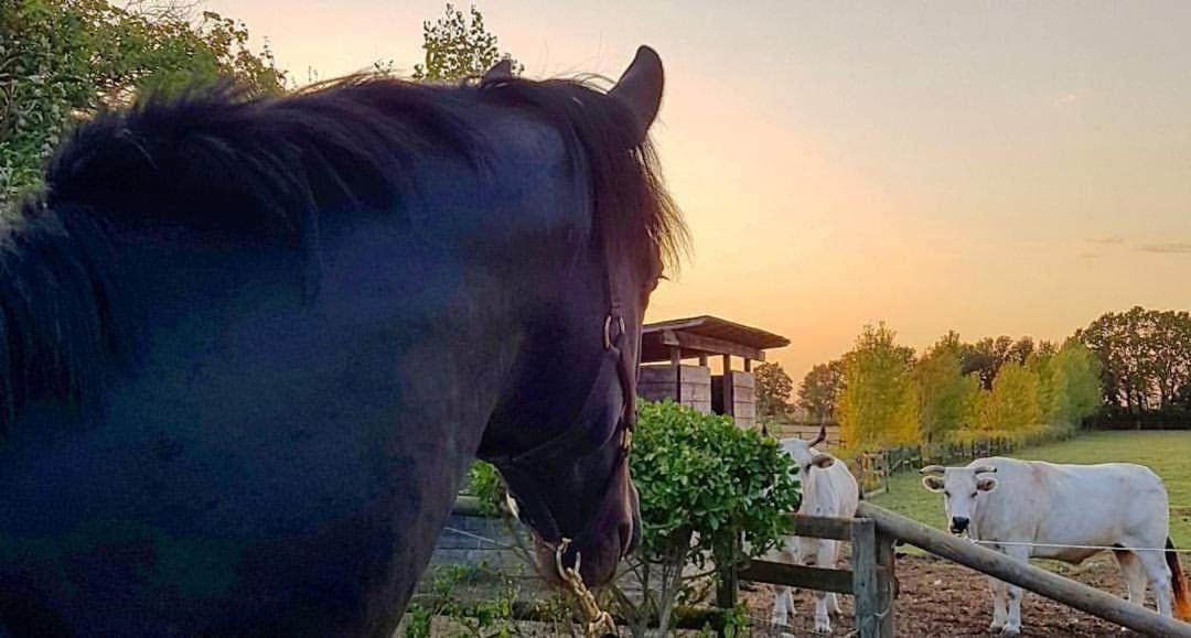 La Magnifica B&B Fauglia Eksteriør billede